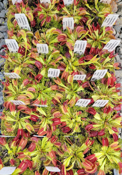 Venus flytrap (Dionaea muscipula) 'Schuppenstiel II' x 'Schuppenstiel II'