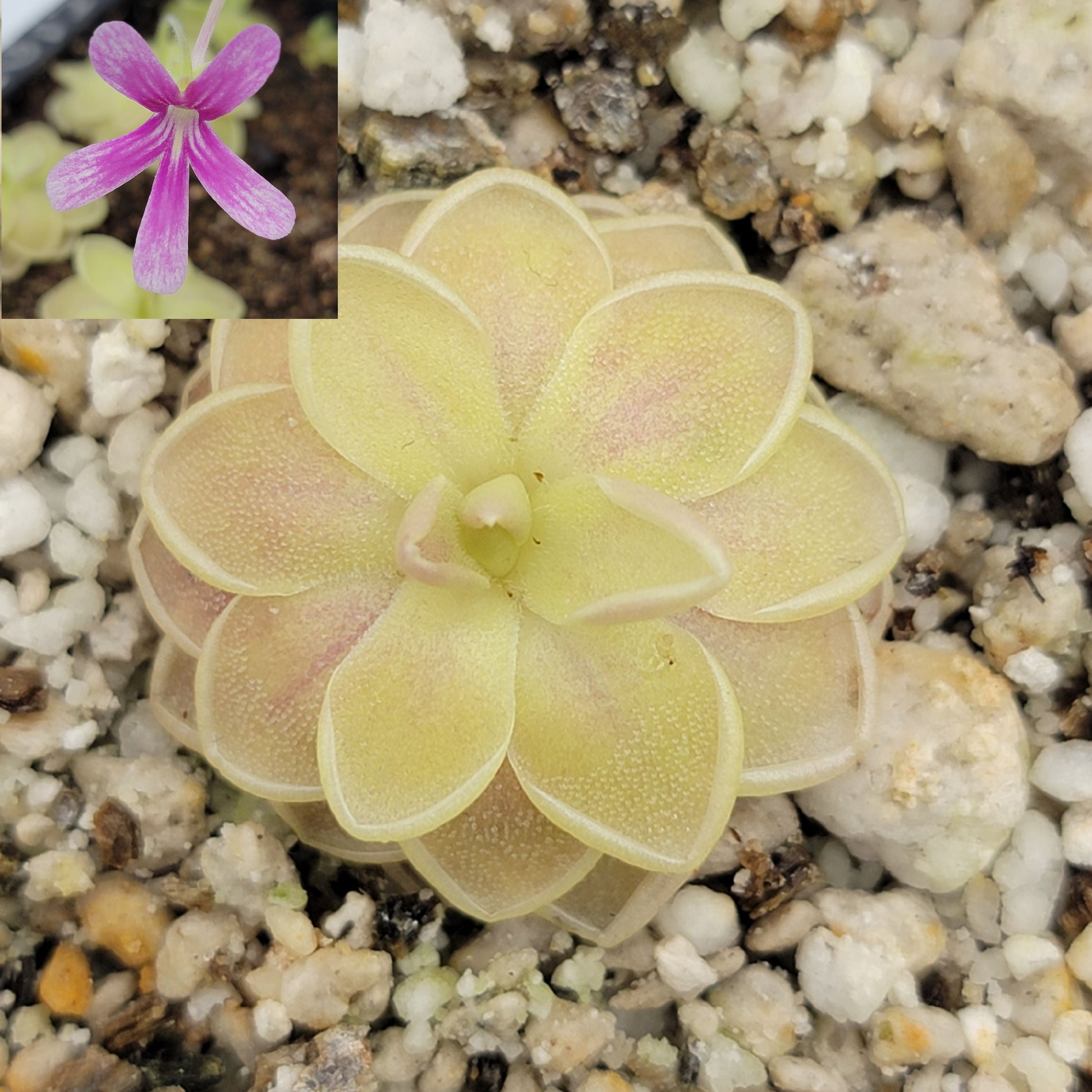 Pinguicula "Sunshine" – Rare Hybrid Carnivorous Butterwort | Live Plant – Butterworts