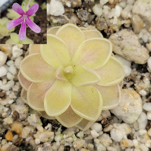 Pinguicula "Sunshine" – Rare Hybrid Carnivorous Butterwort | Live Plant – Butterworts