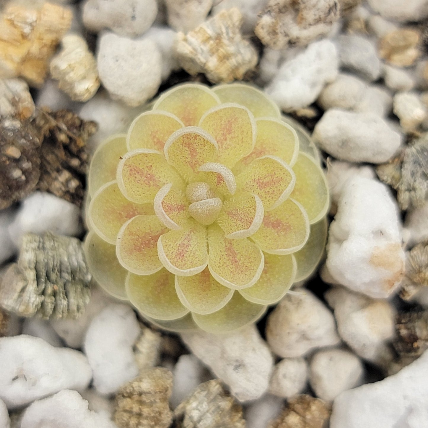 Pinguicula jaumavensis 'Cardonal' – Rare Carnivorous Butterwort | Live Plant