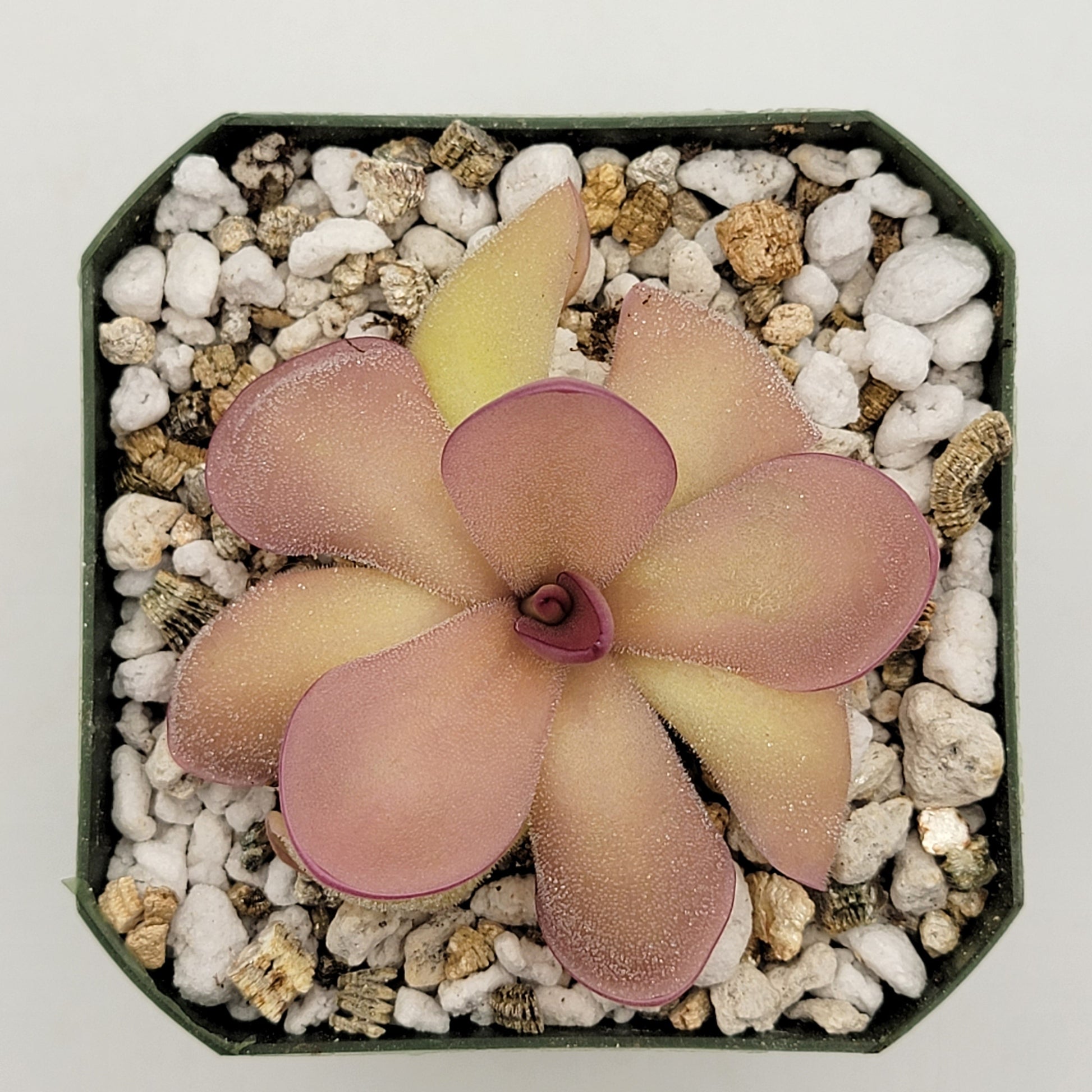 Pinguicula agnata 'El Lobo' x hemiepiphytica – Butterworts