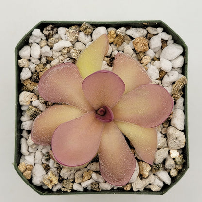 Pinguicula agnata 'El Lobo' x hemiepiphytica – Butterworts