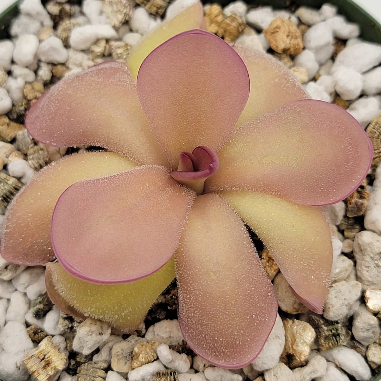 Pinguicula agnata 'El Lobo' x hemiepiphytica – Butterworts