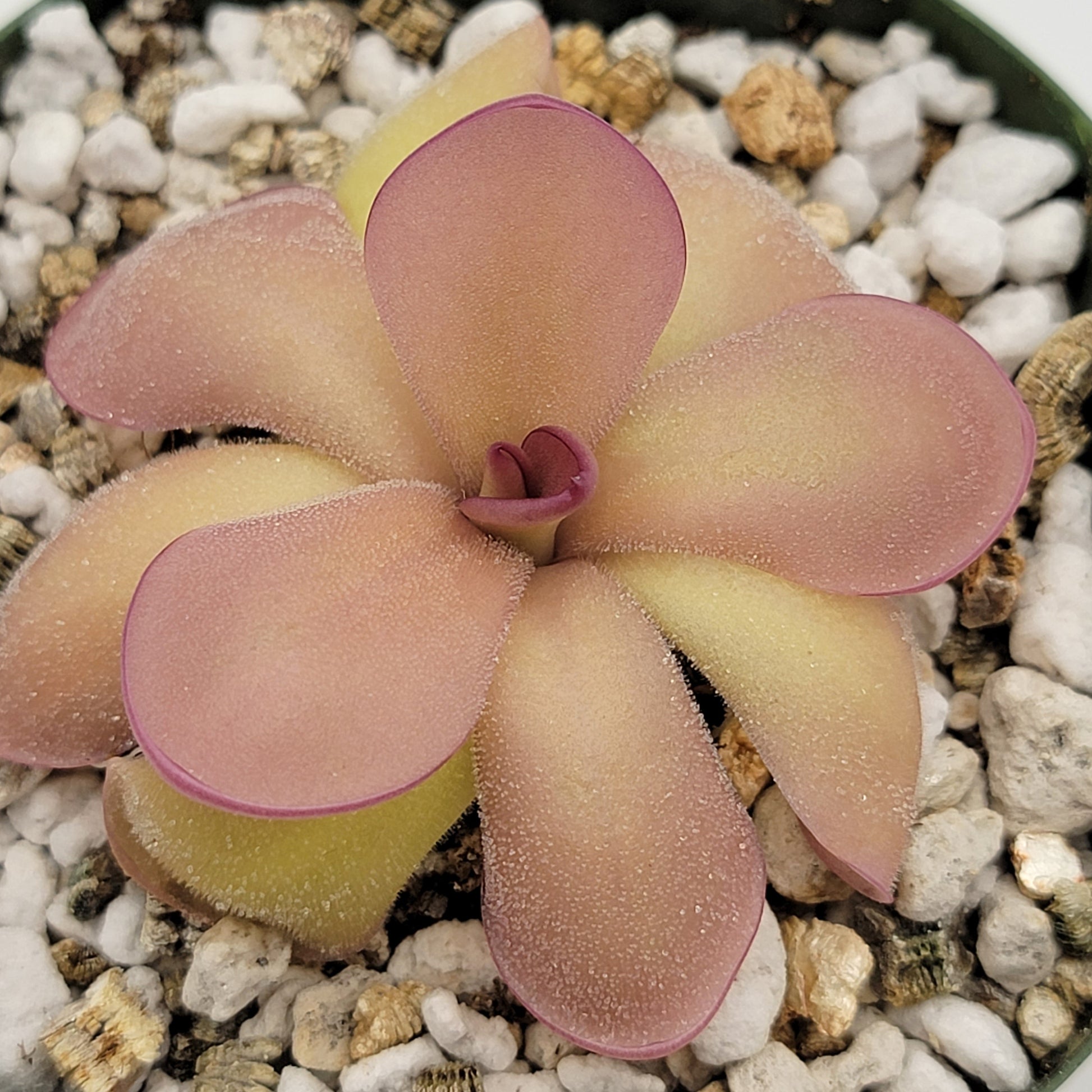 Pinguicula agnata 'El Lobo' x hemiepiphytica – Butterworts