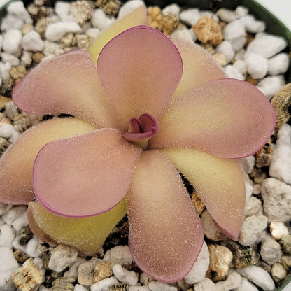 Pinguicula agnata 'El Lobo' x hemiepiphytica – Butterworts