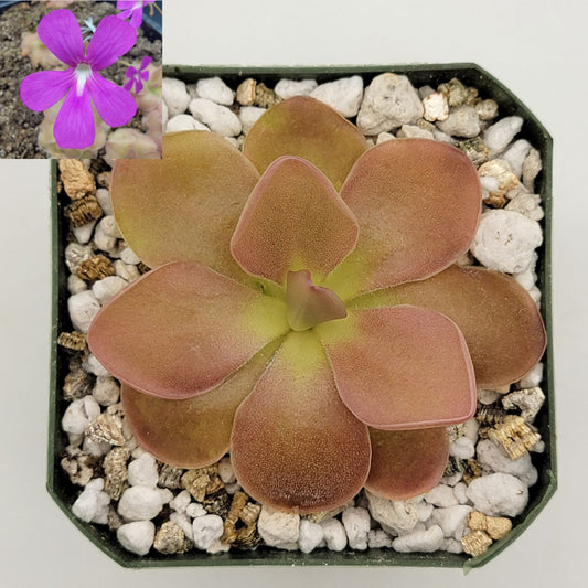 Pinguicula 'Sethos' – Butterworts