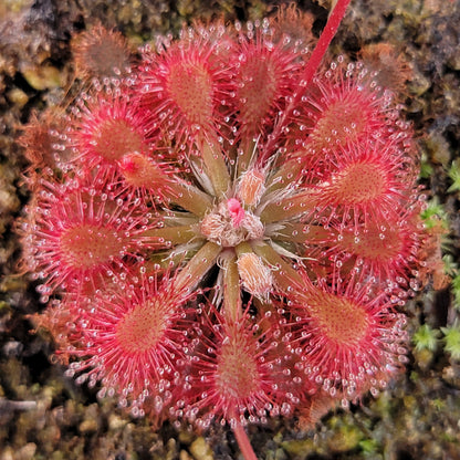 Drosera oblanceolata Sundew – Live Carnivorous Plant – Drosera