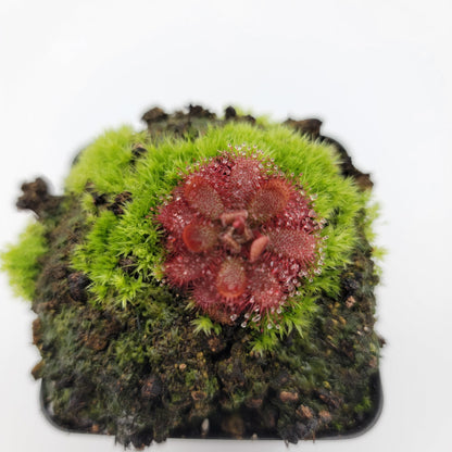 Drosera tomentosa – Live Carnivorous Sundew Plant – Drosera