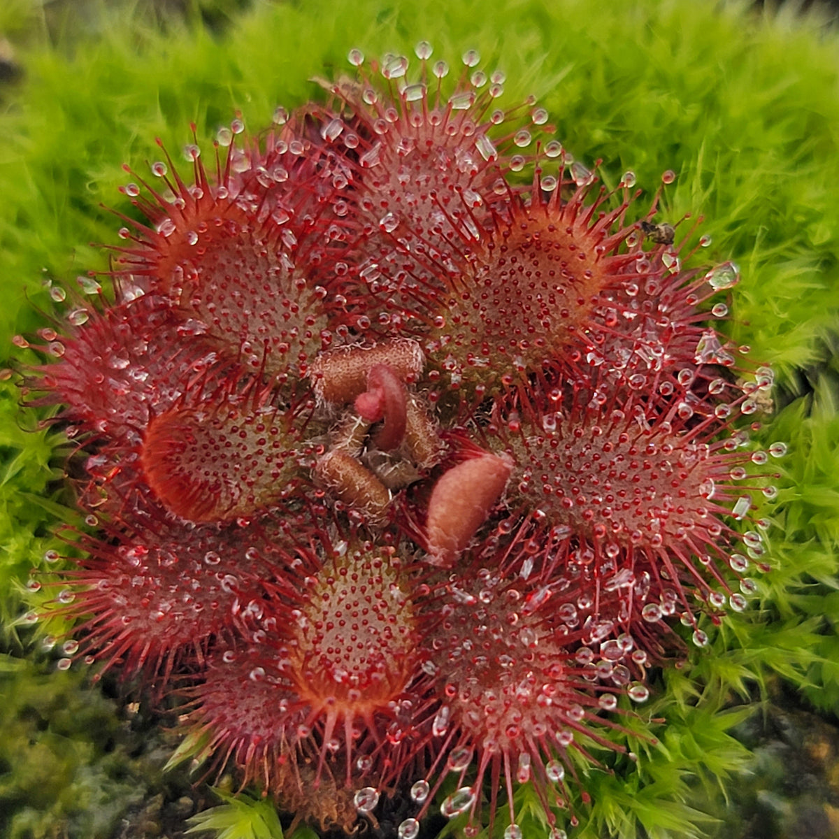 Drosera tomentosa – Live Carnivorous Sundew Plant – Drosera