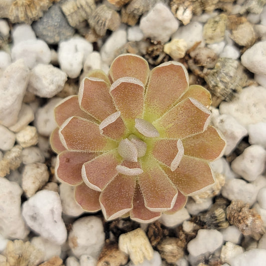 Pinguicula debbertiana ‘Metallic Purple’