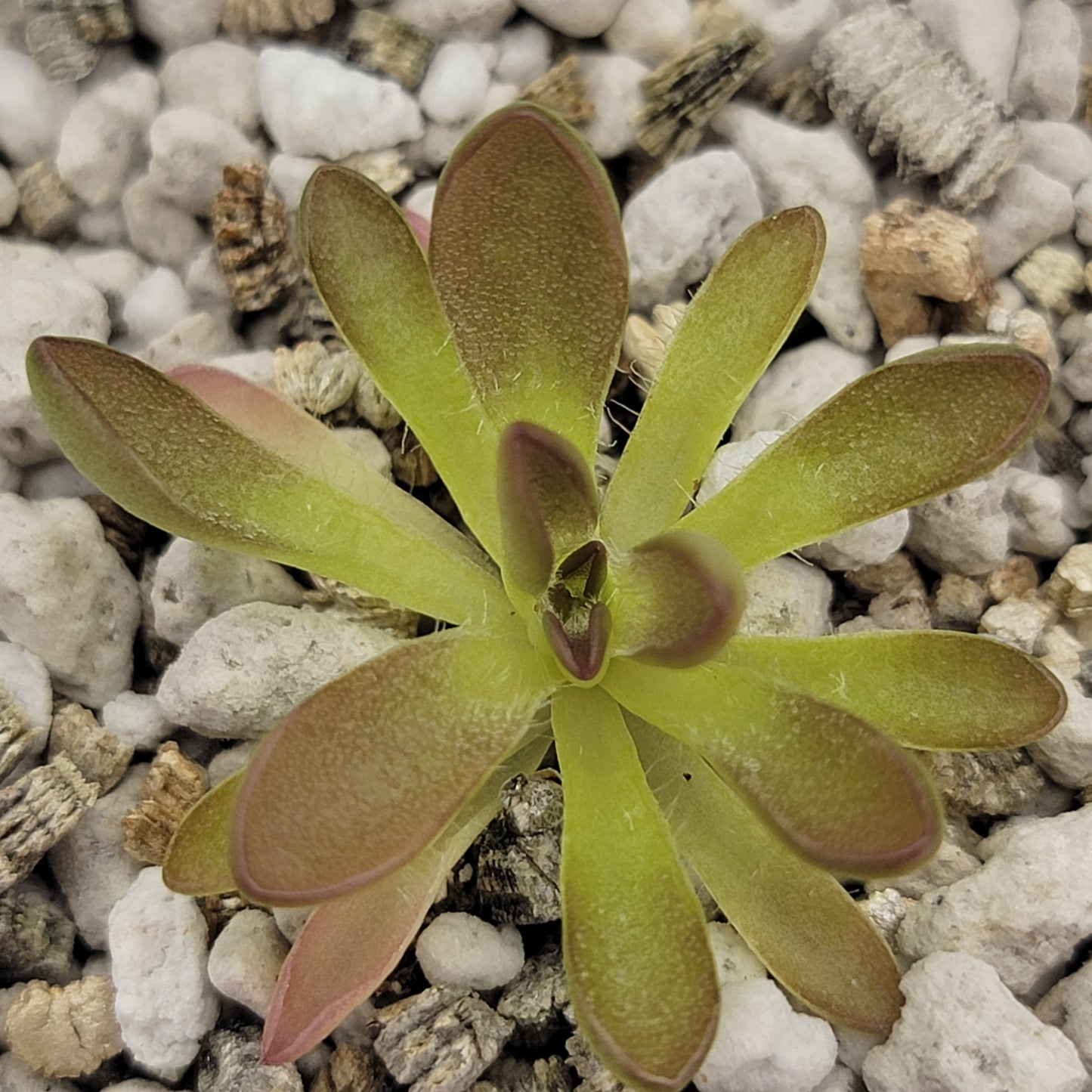Pinguicula cv. BCP Crystal – Small Carnivorous Butterwort – Butterworts