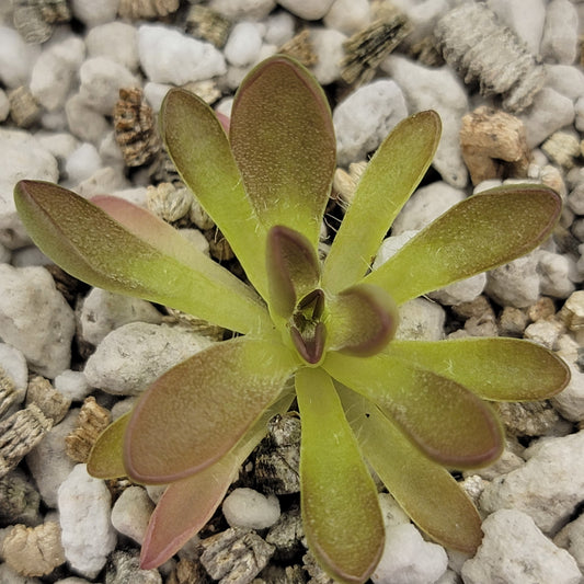 Pinguicula cv. BCP Crystal – Small Carnivorous Butterwort – Butterworts