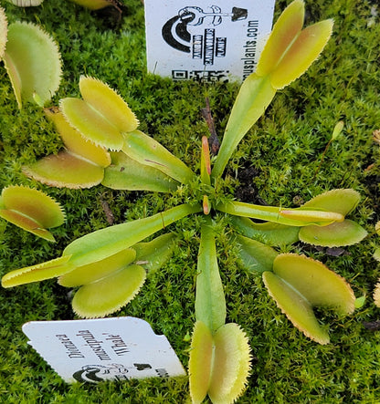 ‘Whale’ Venus Flytrap (Dionaea muscipula) – Live Carnivorous Plant – Venus flytrap