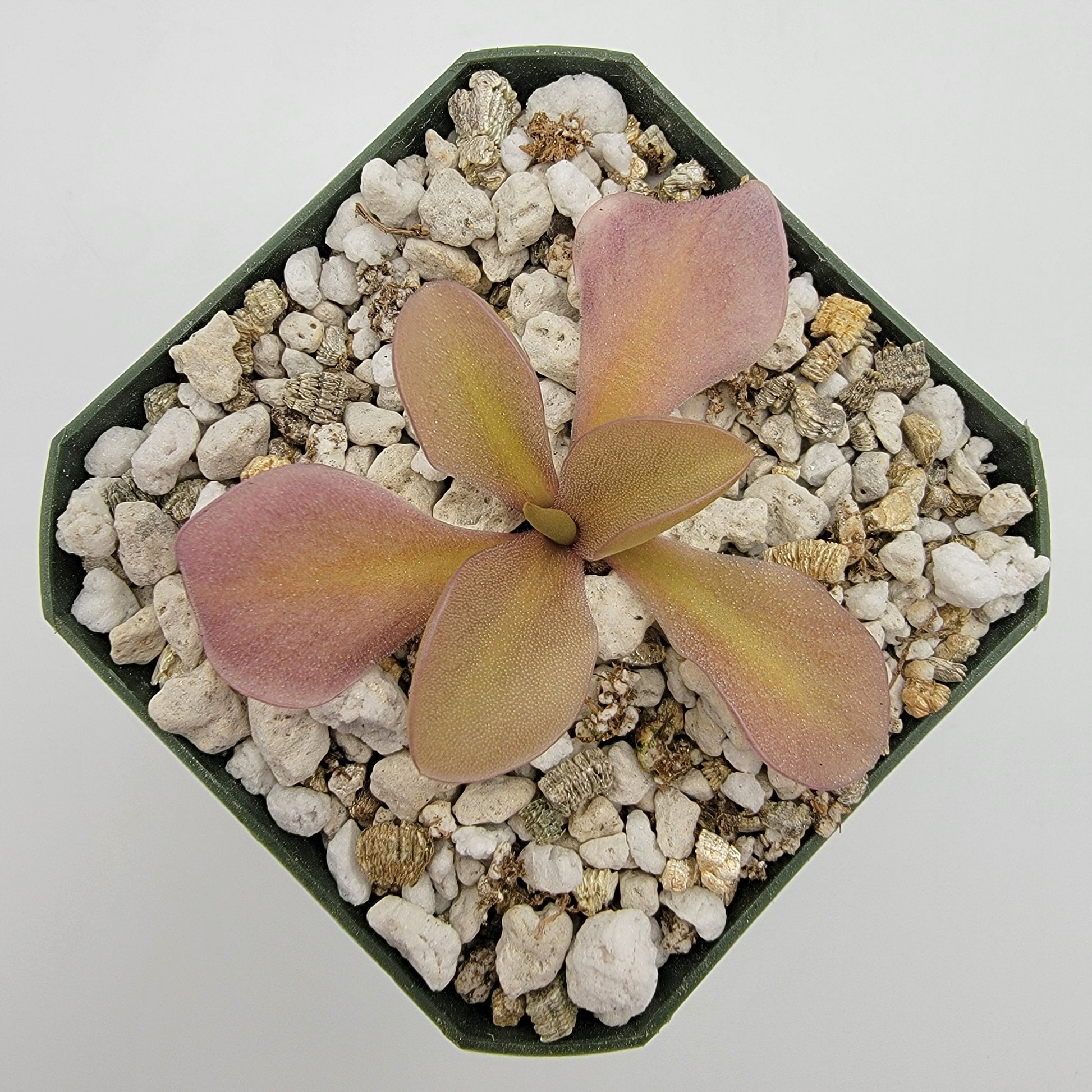 Pinguicula gigantea red x zamudioana – Rare Hybrid Carnivorous Butterwort | Live Plant – Butterworts
