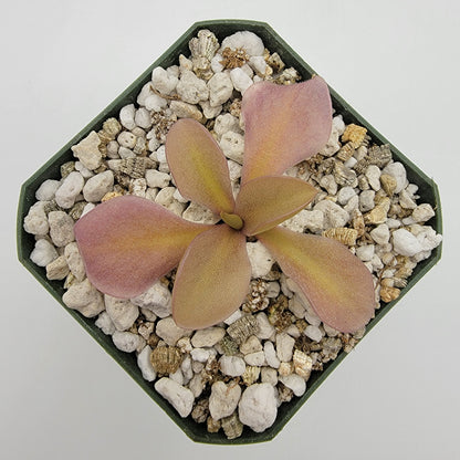 Pinguicula gigantea red x zamudioana – Rare Hybrid Carnivorous Butterwort | Live Plant – Butterworts