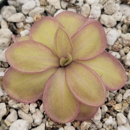 Pinguicula moranensis var. alba x emarginata – Rare Hybrid Carnivorous Butterwort | Live Plant – Butterworts