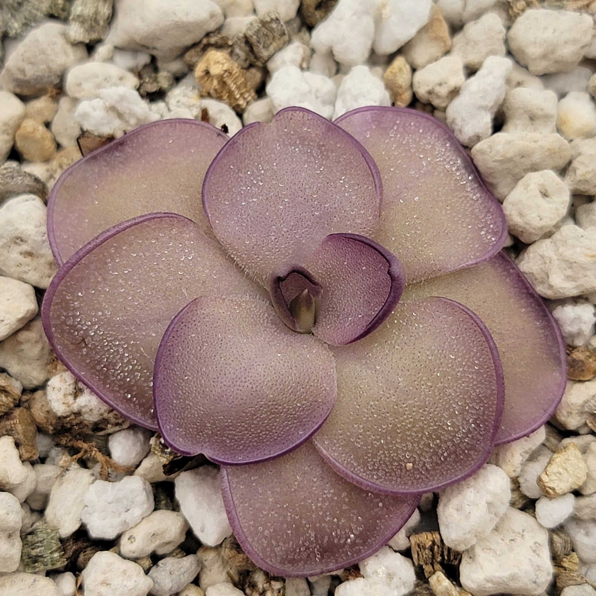 Pinguicula "Leilani" – Rare Hybrid Carnivorous Butterwort | Live Plant – Butterworts