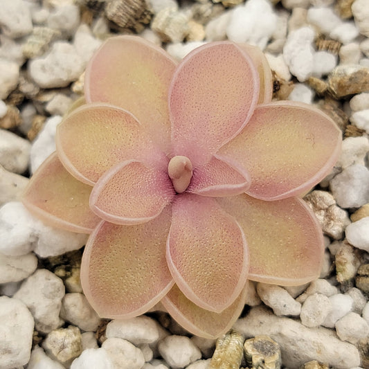 Pinguicula emarginata x jaumavensis – Live Butterwort Plant