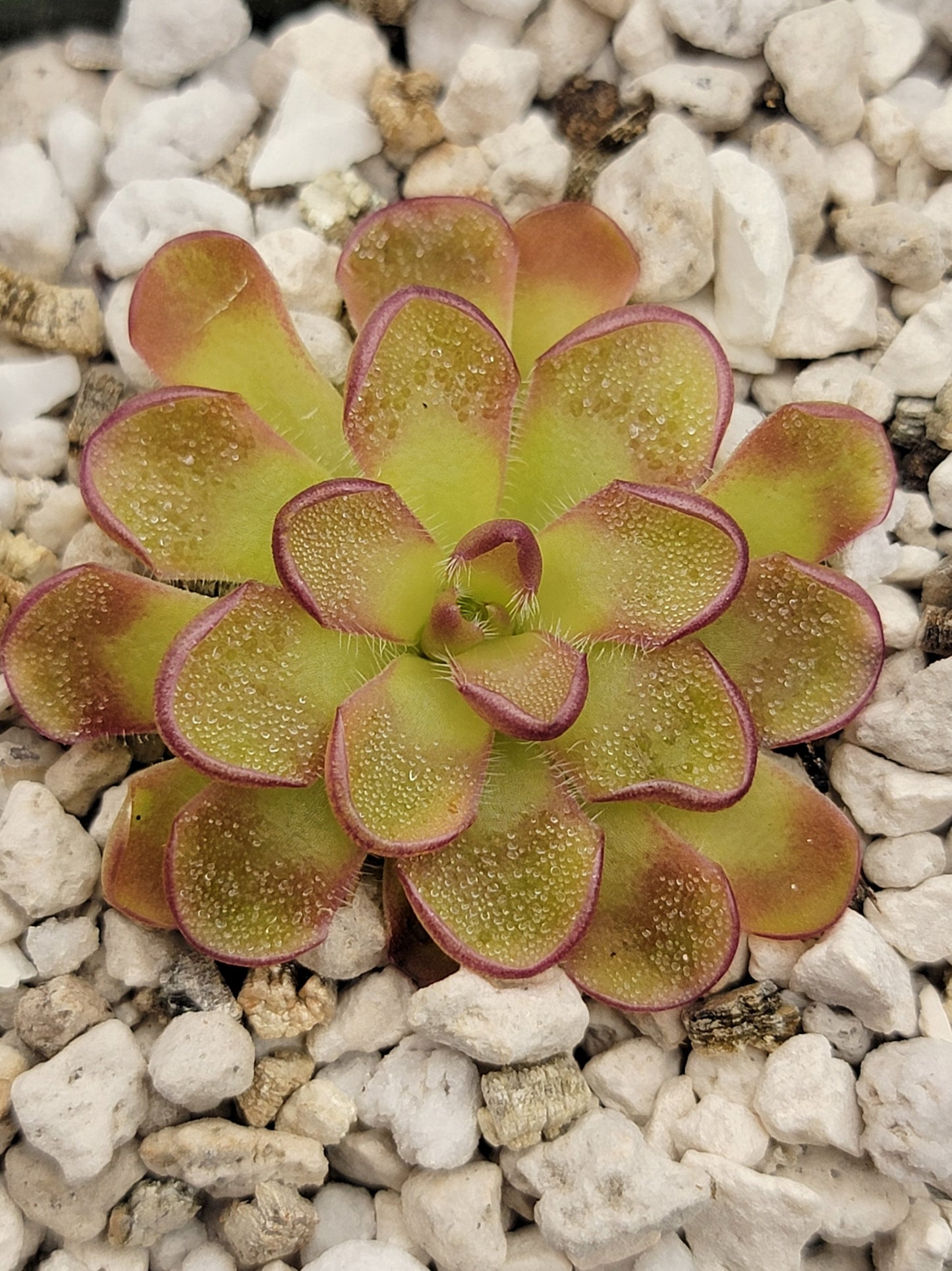 Pinguicula kondoi – Rare Carnivorous Butterwort | Live Perennial Plant – Butterworts