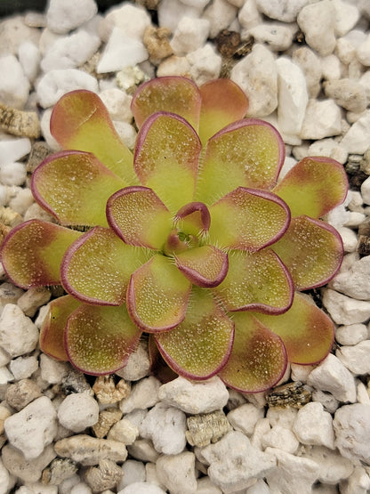 Pinguicula kondoi – Rare Carnivorous Butterwort | Live Perennial Plant – Butterworts