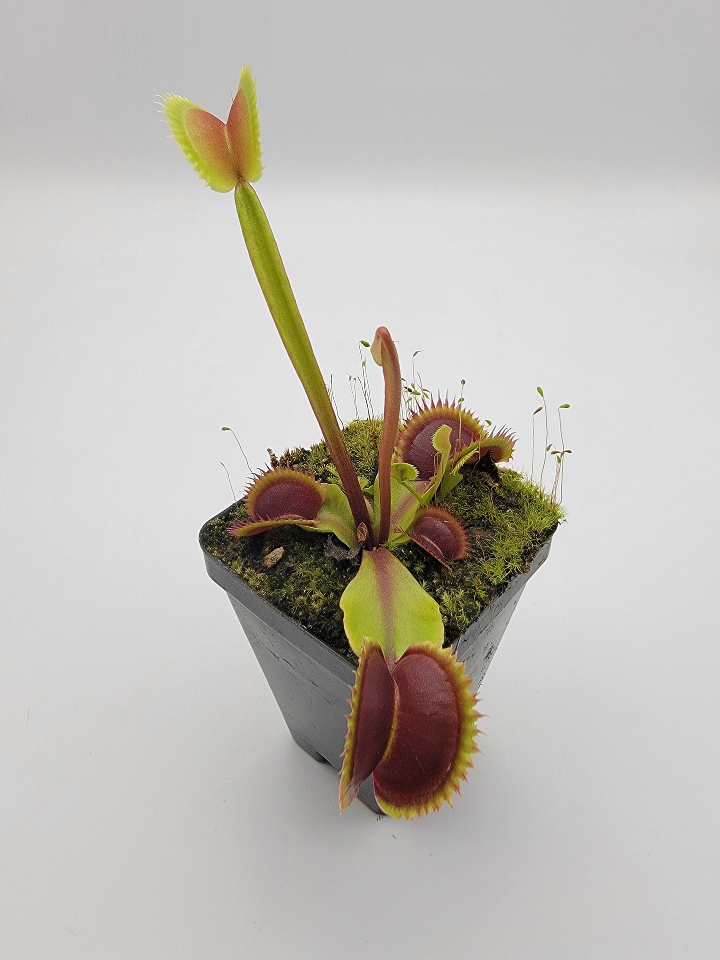 Venus Flytrap 'Sawtooth x Red Piranha' – Live Carnivorous Plant – Venus flytrap