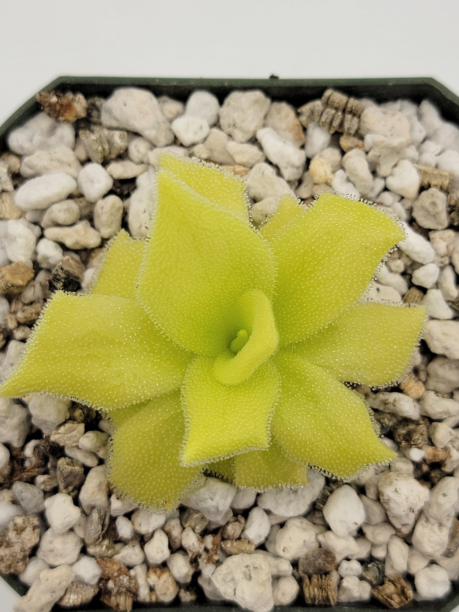 Pinguicula colimensis – Carnivorous Butterwort 0.5–1" – Butterworts