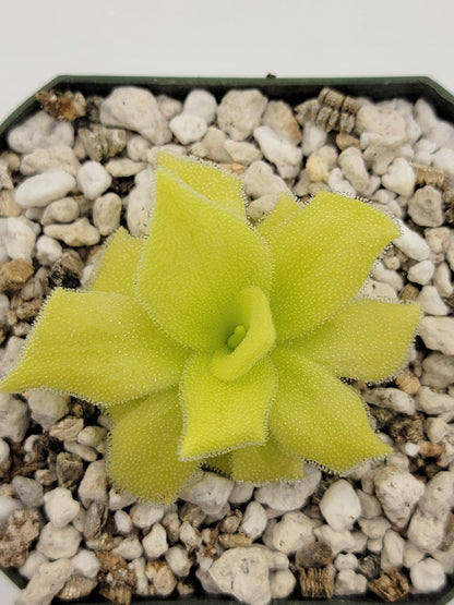 Pinguicula colimensis – Carnivorous Butterwort 0.5–1" – Butterworts