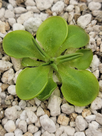 Pinguicula conzattii