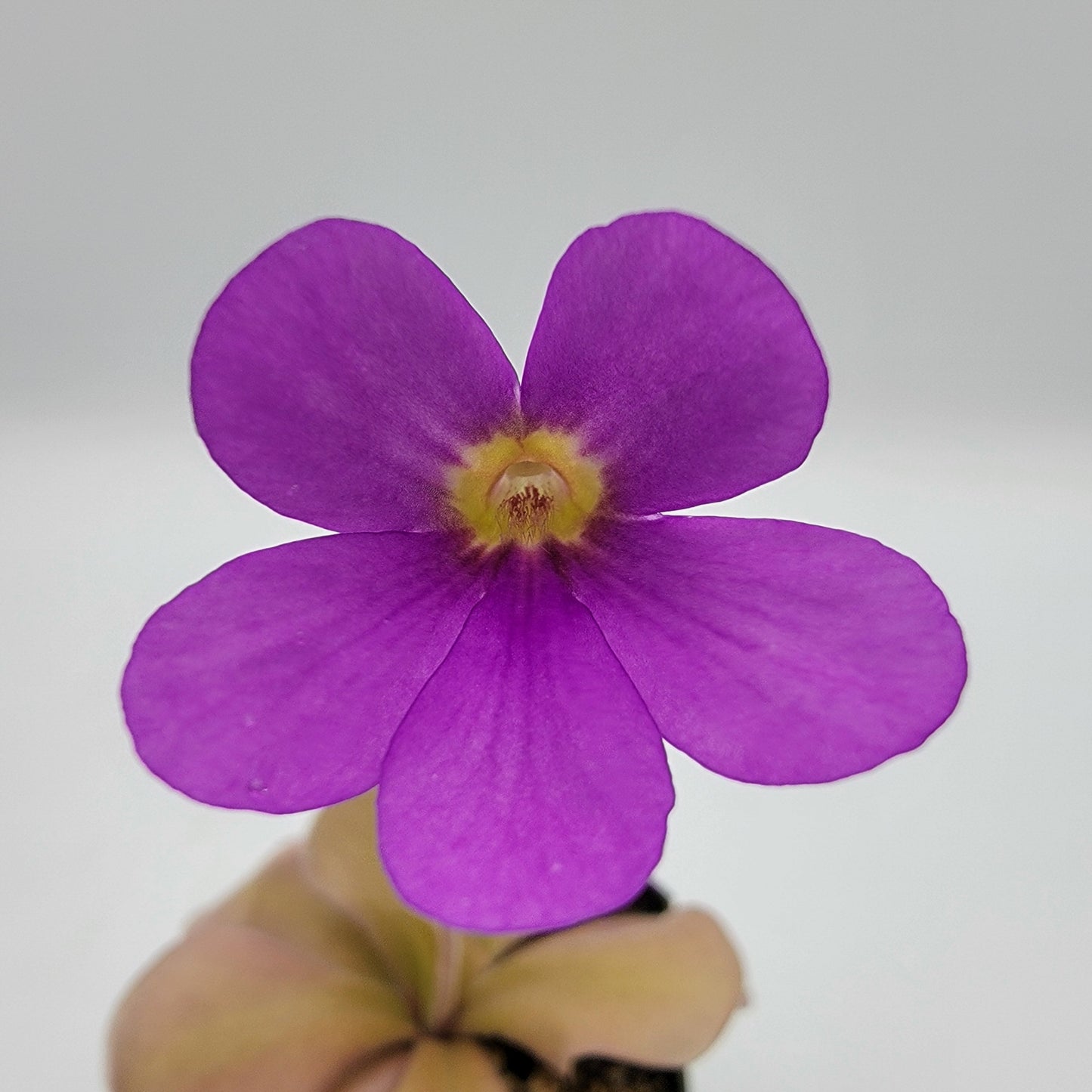 Pinguicula gigantea red x zamudioana – Rare Hybrid Carnivorous Butterwort | Live Plant – Butterworts