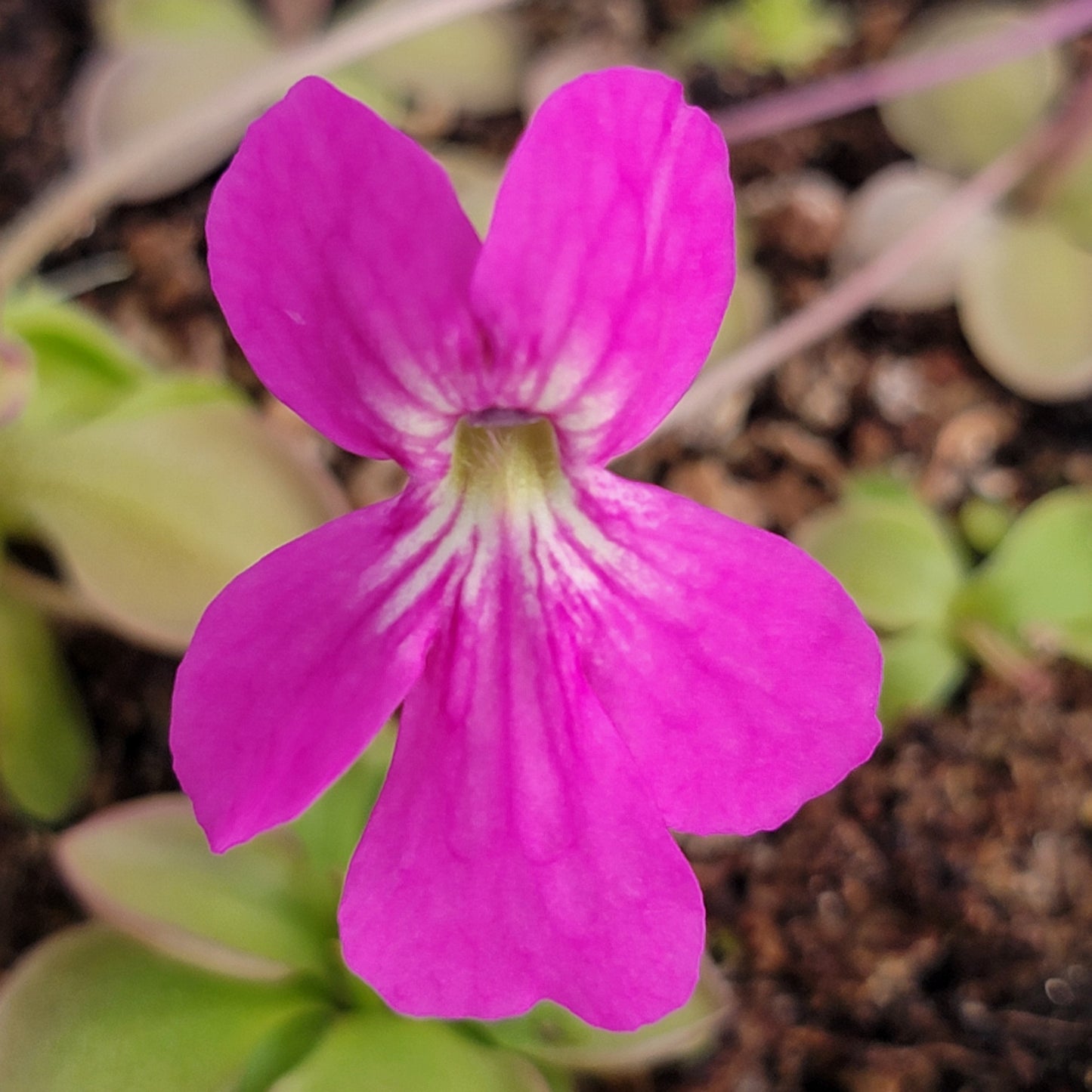Pinguicula hemiepiphytica x zamudioana – Live Carnivorous Butterwort