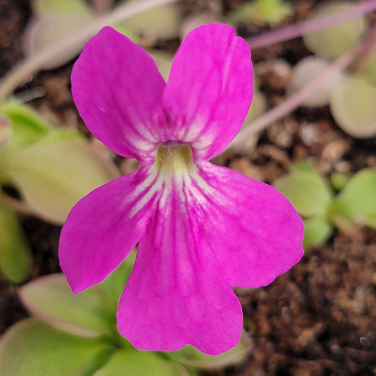 Pinguicula hemiepiphytica x zamudioana – Live Carnivorous Butterwort