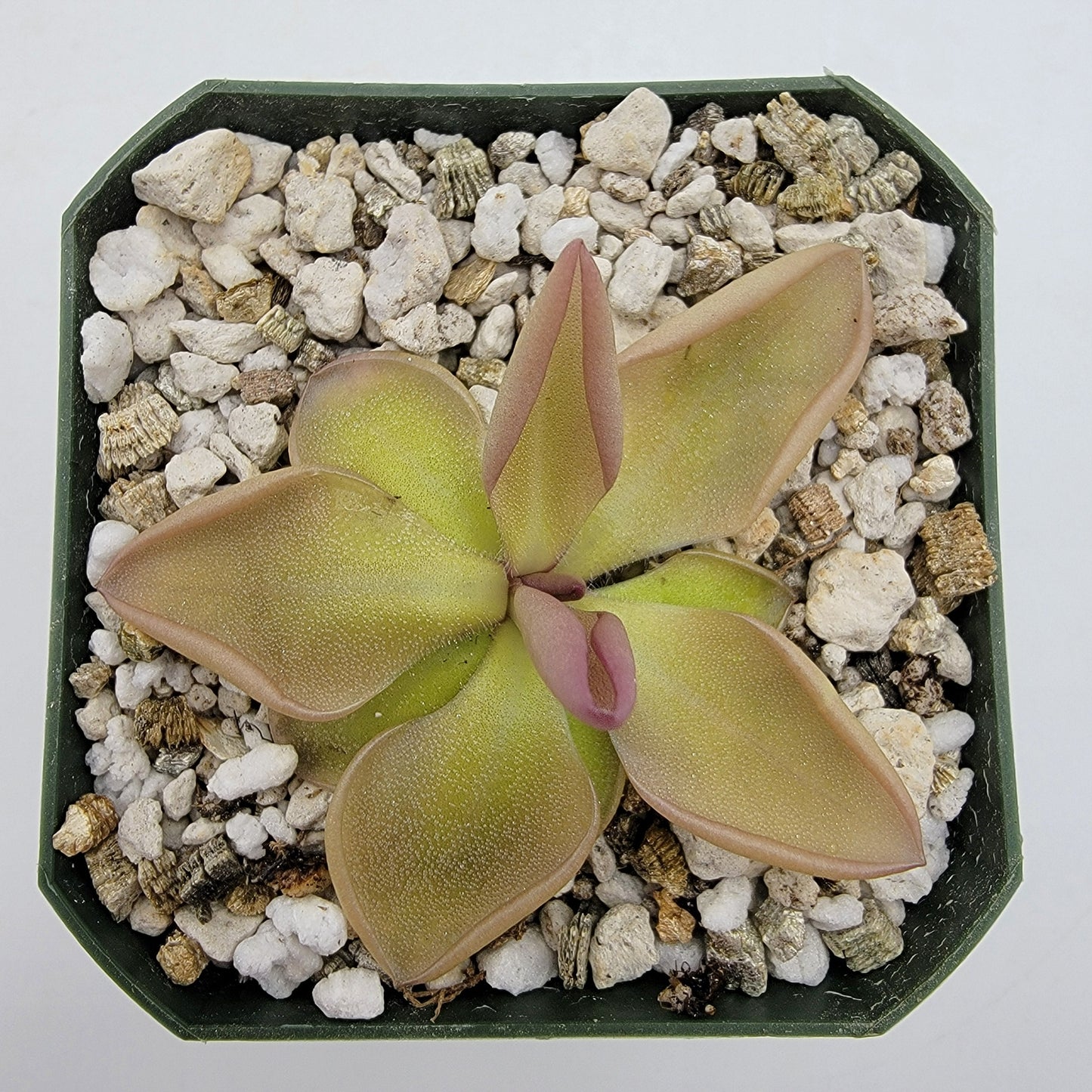 Pinguicula hemiepiphytica x zamudioana – Live Carnivorous Butterwort