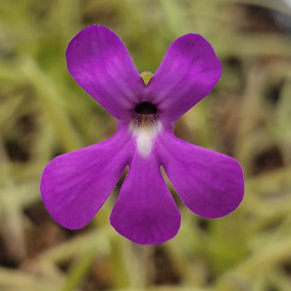 Pinguicula gypsicola x moctezumae – Rare Hybrid Carnivorous Butterwort | Live Plant – Butterworts