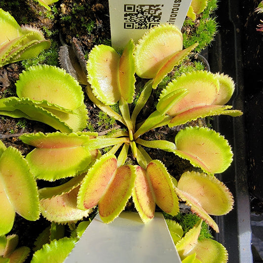 ‘Whale’ Venus Flytrap (Dionaea muscipula) – Live Carnivorous Plant – Venus flytrap