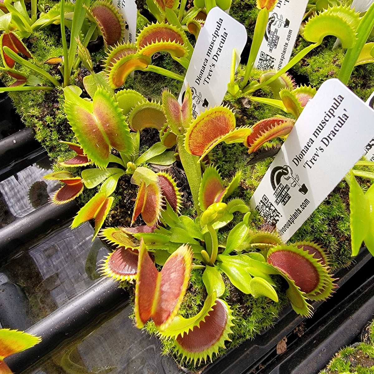 Trev's Dracula Venus Flytrap – Live Carnivorous Plant – Venus flytrap