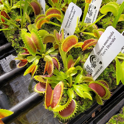 Trev's Dracula Venus Flytrap – Live Carnivorous Plant – Venus flytrap