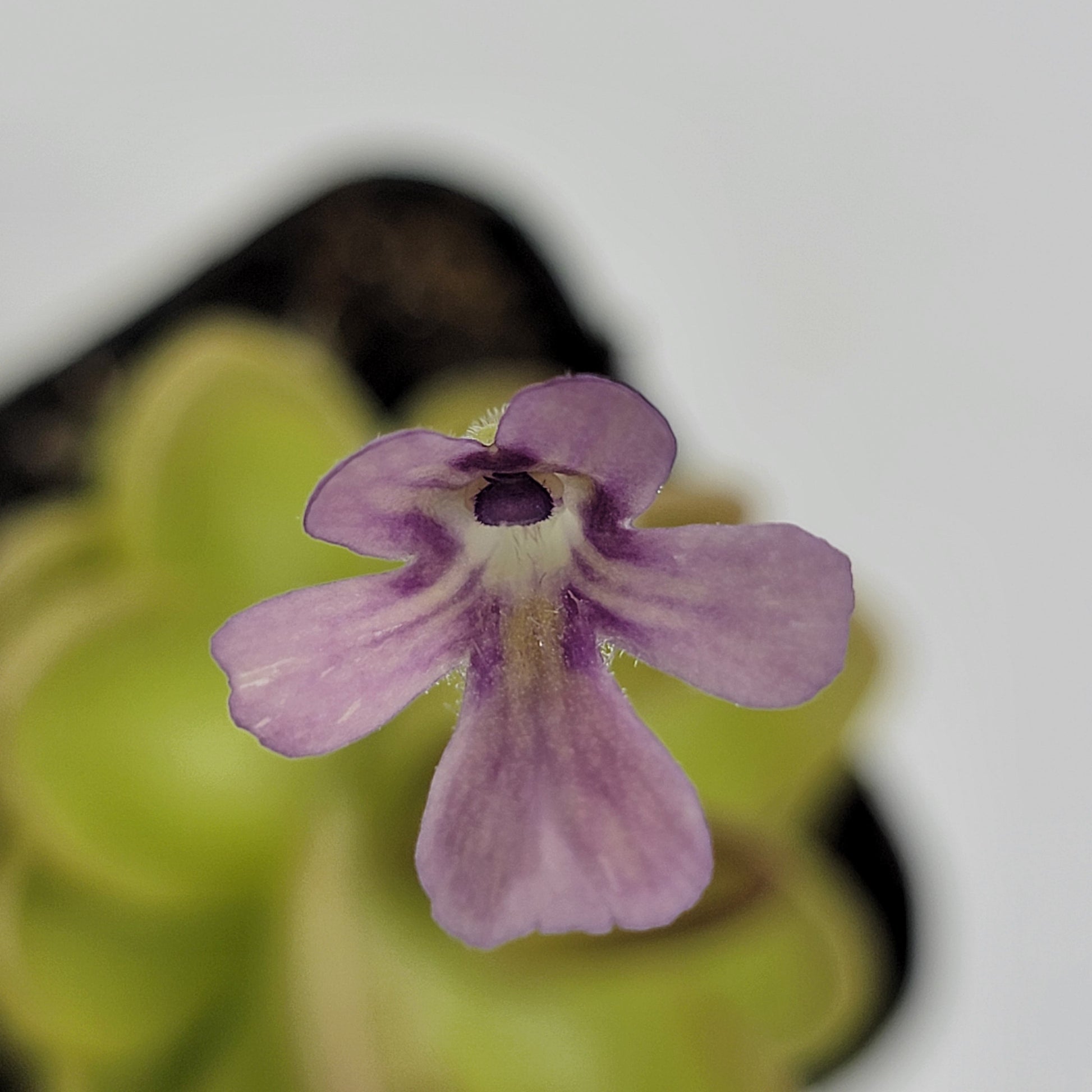 Pinguicula gracilis x laueana – Rare Hybrid Carnivorous Butterwort | Live Plant – Butterworts