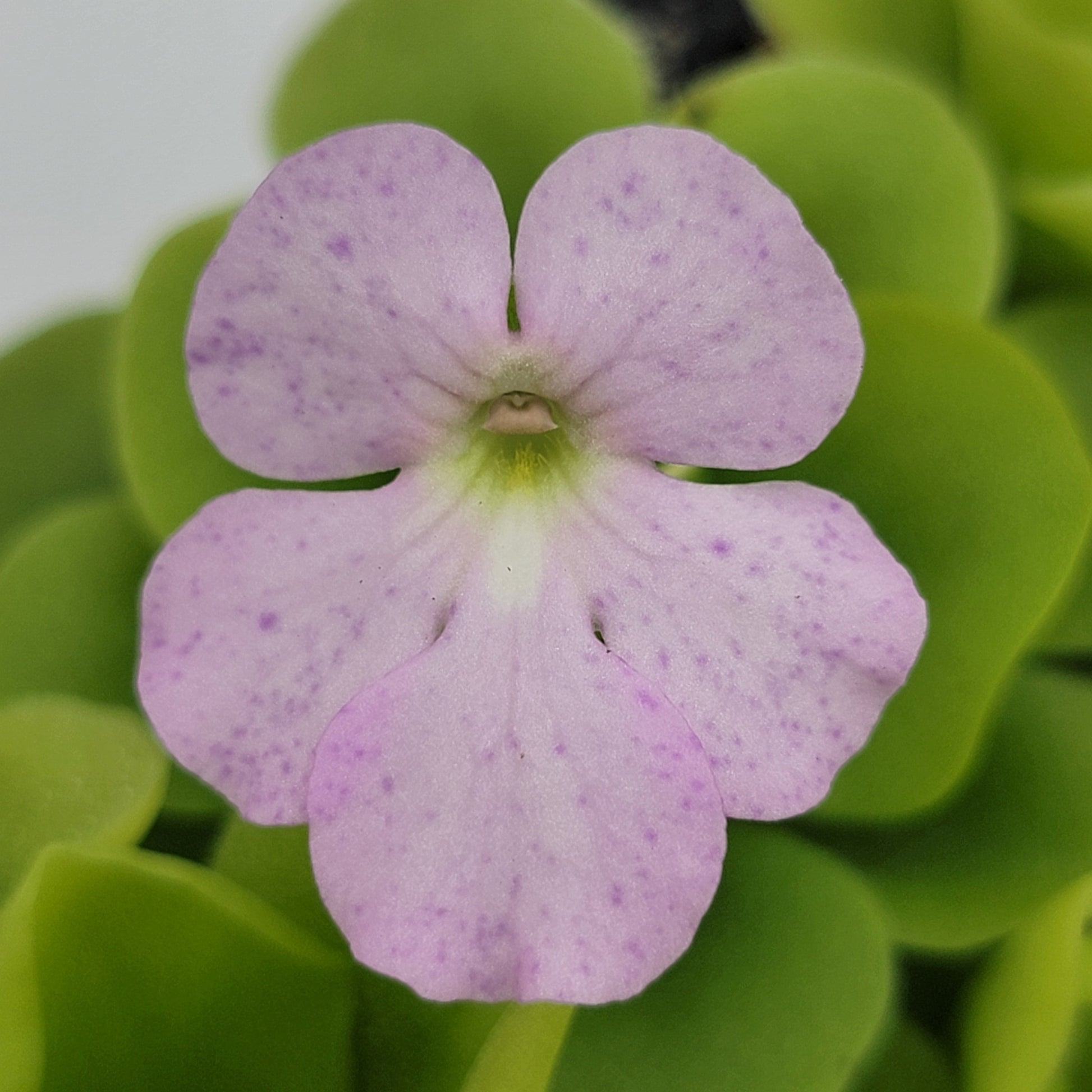Pinguicula "Pecosita" – Freckled Flower Carnivorous Butterwort – Butterworts