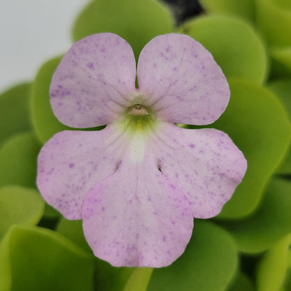 Pinguicula "Pecosita" – Freckled Flower Carnivorous Butterwort – Butterworts
