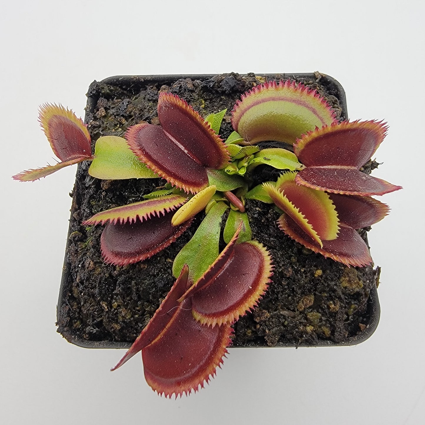 Venus Flytrap 'Brutal Shark' – Live Carnivorous Plant – Venus flytrap