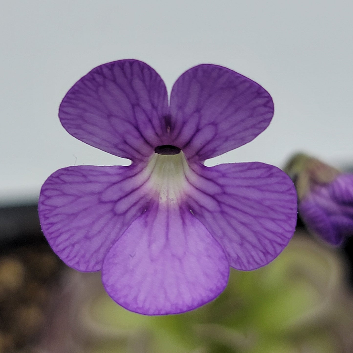 Pinguicula jaumavensis x cyclosecta – Rare Hybrid Carnivorous Butterwort | Live Plant