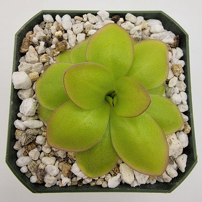 Pinguicula laueana "Narrow Flower"