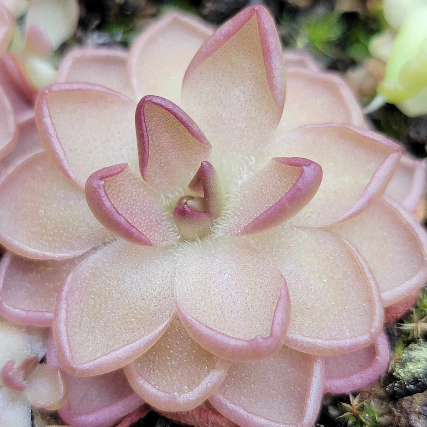 Pinguicula gracilis x laueana – Rare Hybrid Carnivorous Butterwort | Live Plant – Butterworts