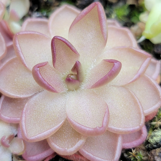 Pinguicula gracilis x laueana – Rare Hybrid Carnivorous Butterwort | Live Plant – Butterworts
