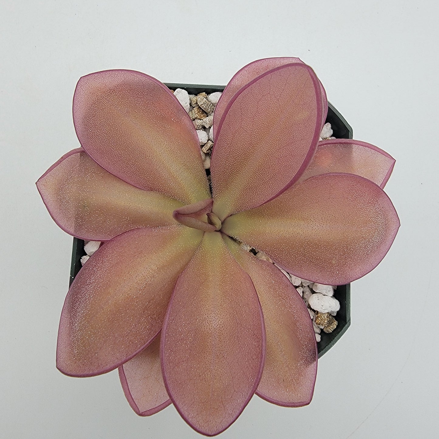Pinguicula moranensis {Veracruz} – Butterworts