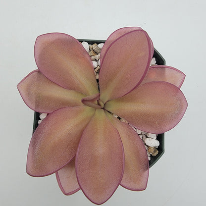 Pinguicula moranensis {Veracruz} – Butterworts