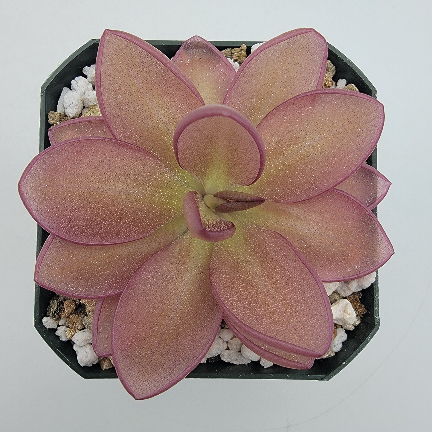 Pinguicula moranensis {Veracruz} – Butterworts