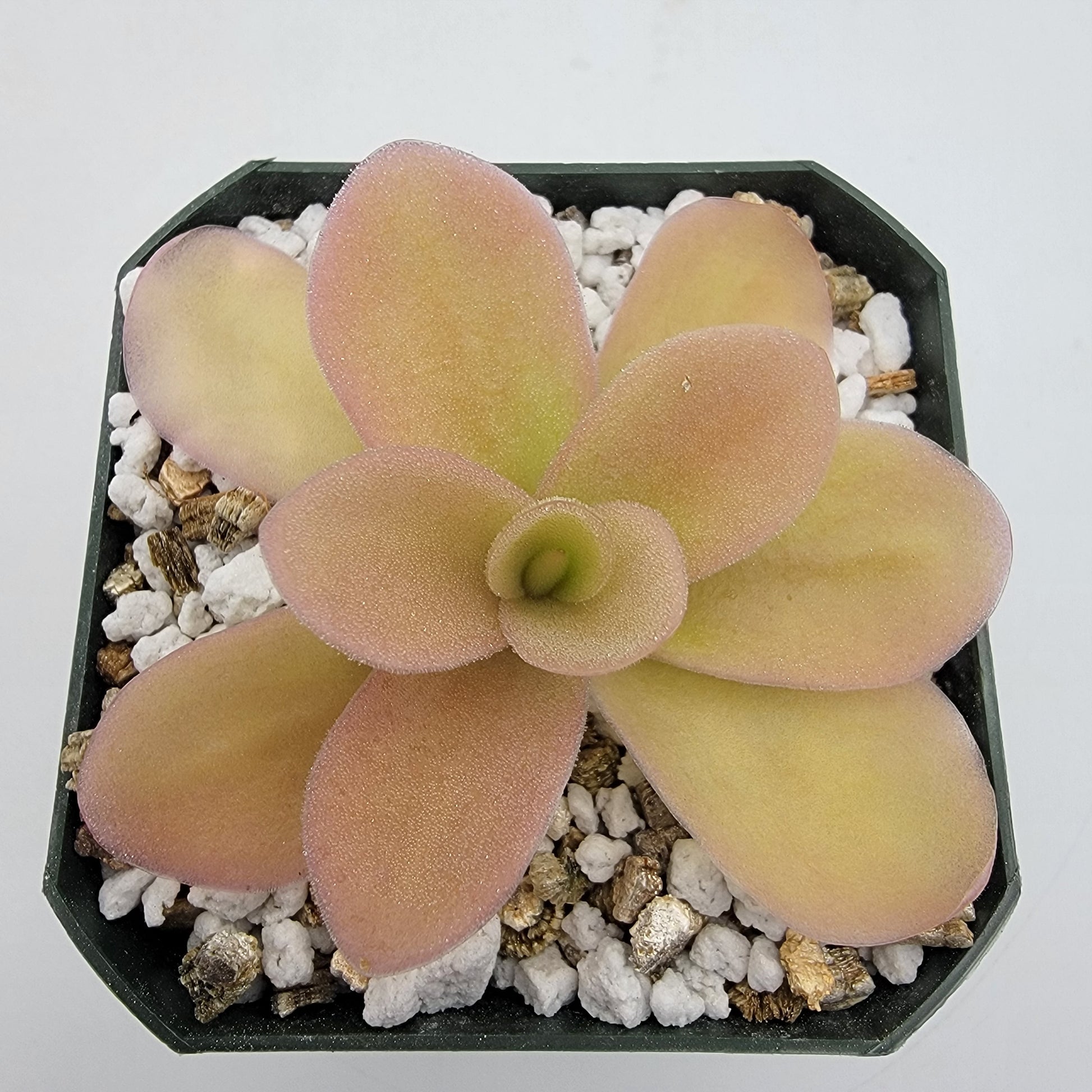 Butterwort Gigantea 'Red Winter Flush' - Live Carnivorous Plant – Live Plants