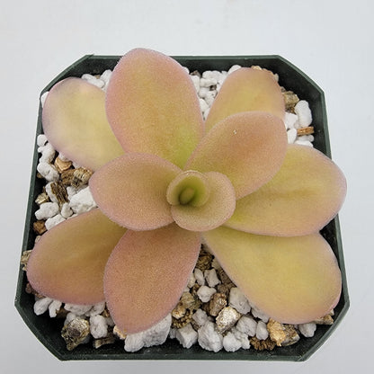 Butterwort Gigantea 'Red Winter Flush' - Live Carnivorous Plant – Live Plants