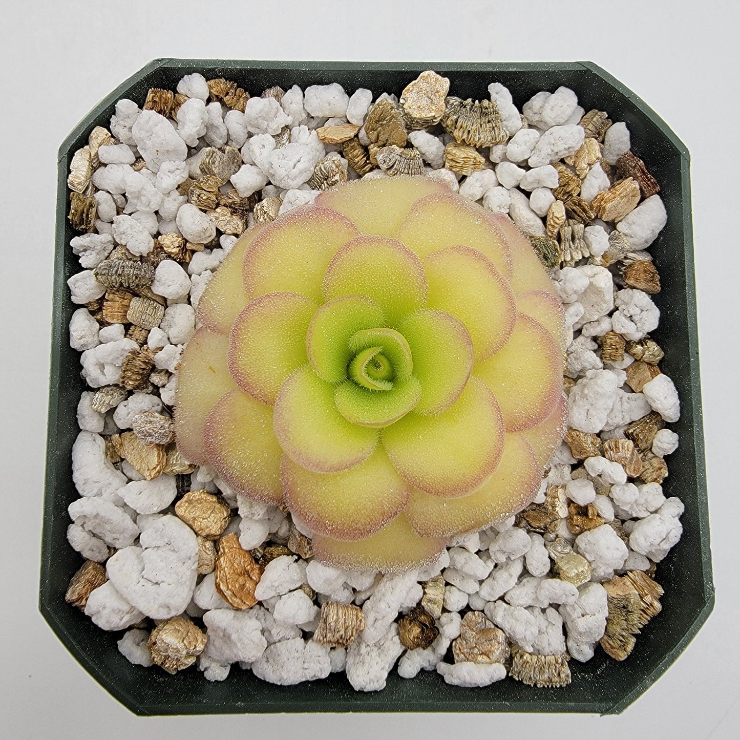 Pinguicula agnata 'El Lobo' x 'Huahuapan' - Live Carnivorous Butterwort Plant – Butterworts